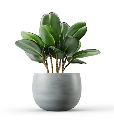 Outdoor Plant